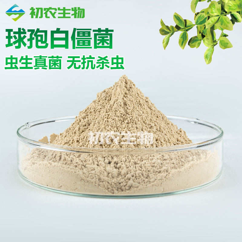 白僵菌（虫生真菌类）