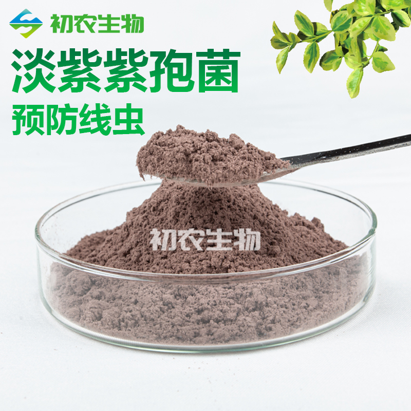 淡紫拟青霉（青霉类）