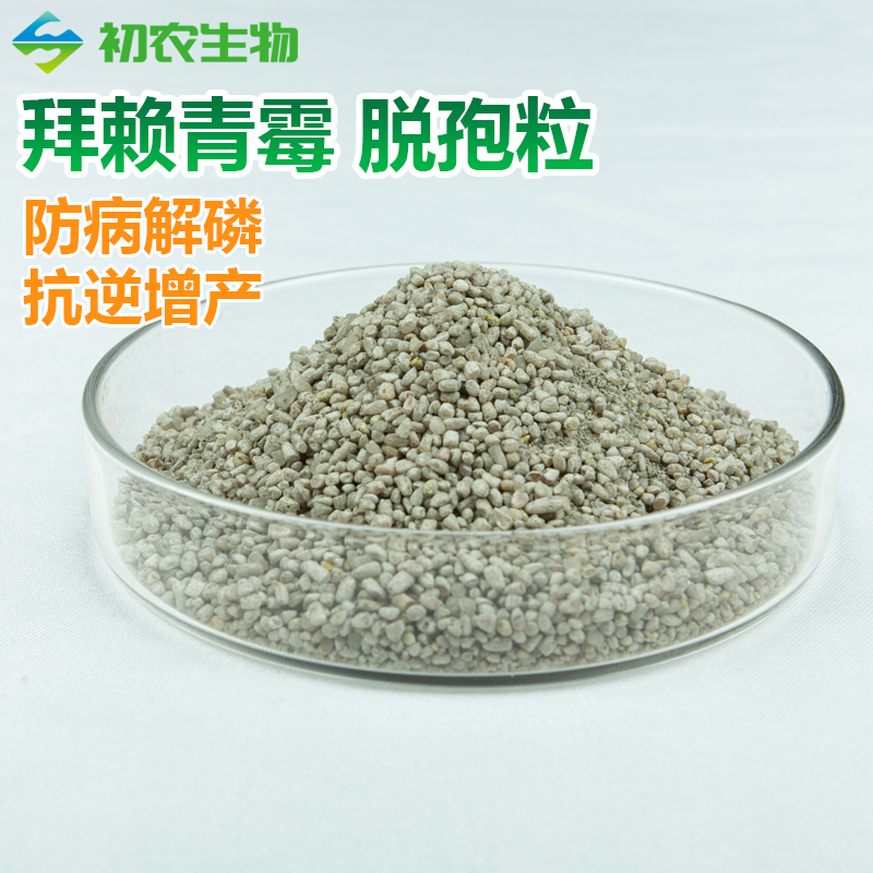 拜赖青霉脱孢粒（青霉类）