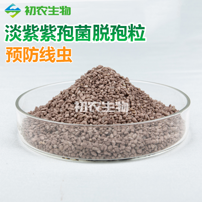 淡紫紫孢菌脱孢粒（青霉类）