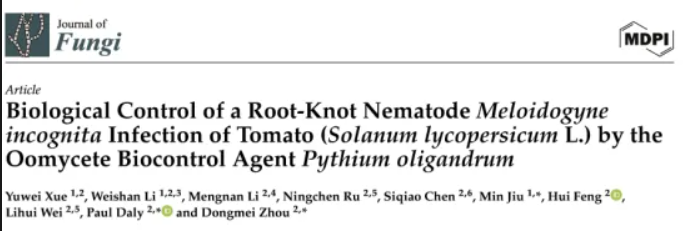 寡雄腐霉有效防治番茄根结线虫病