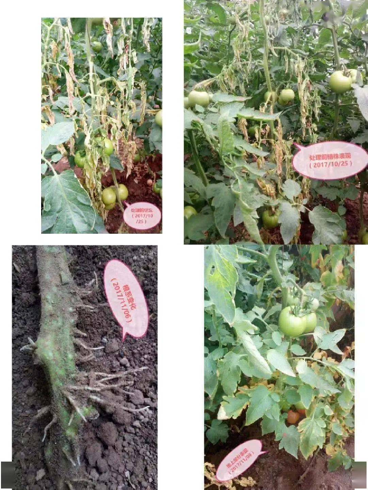 （三）带您了解哈茨木霉？